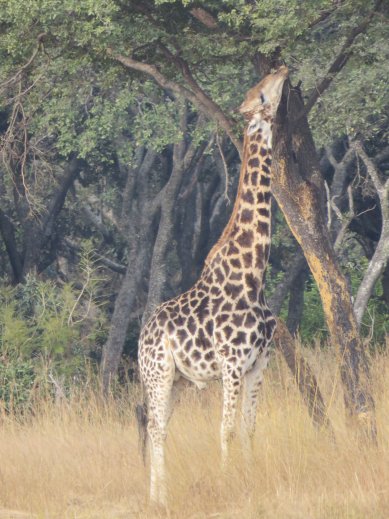 giraffe eating at mukuvisi